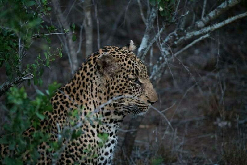 From Anuradhapura: Wilpattu National Park Half-Day Safari - What to Expect on the Wilpattu Safari