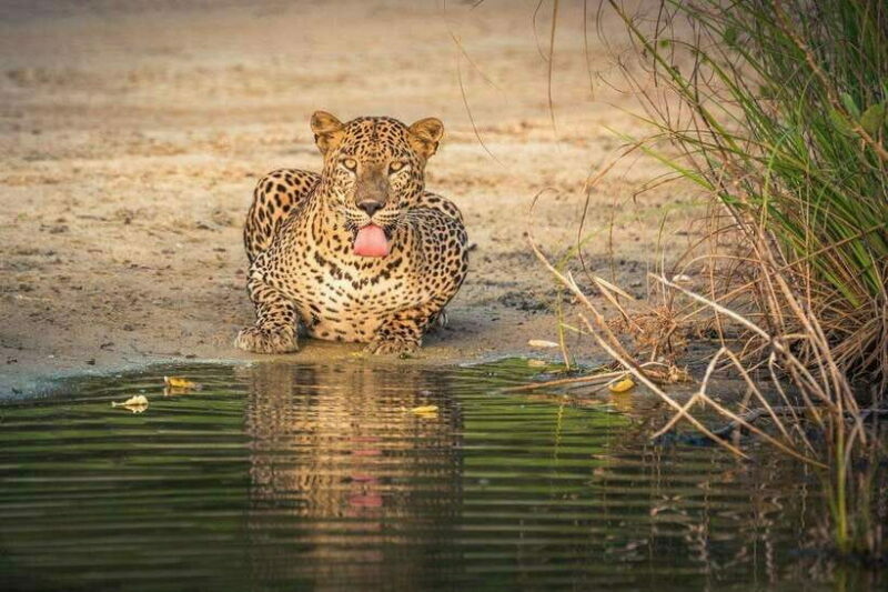 From Anuradhapura: Wilpattu National Park Half-Day Safari - Practical Tips for Your Safari