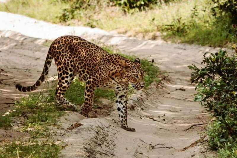 From Anuradhapura: Wilpattu National Park Half-Day Safari - Who should consider this tour?