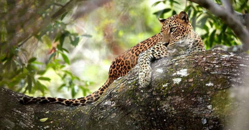 From Anuradhapura: Wilpattu National Park Half-Day Safari - The Sum Up