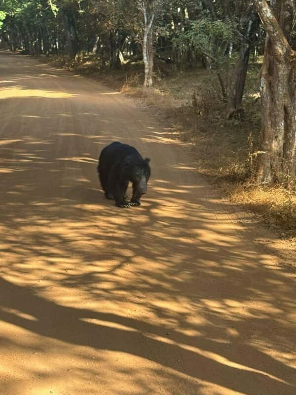 From Anuradhapura:Wilpattu Full-Day Wildlife Safari. - Key Points