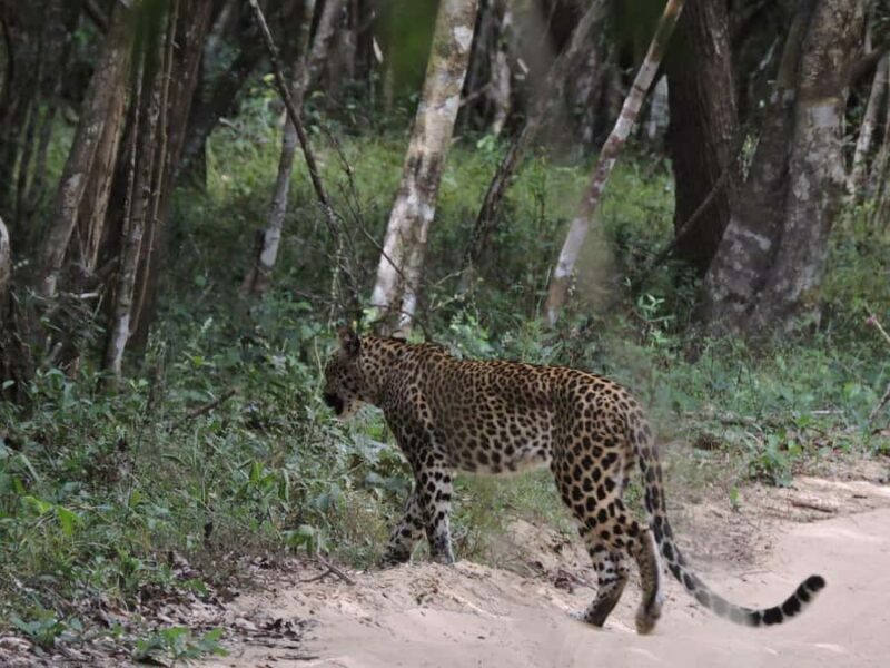 From Anuradhapura:Wilpattu Full-Day Wildlife Safari. - FAQs