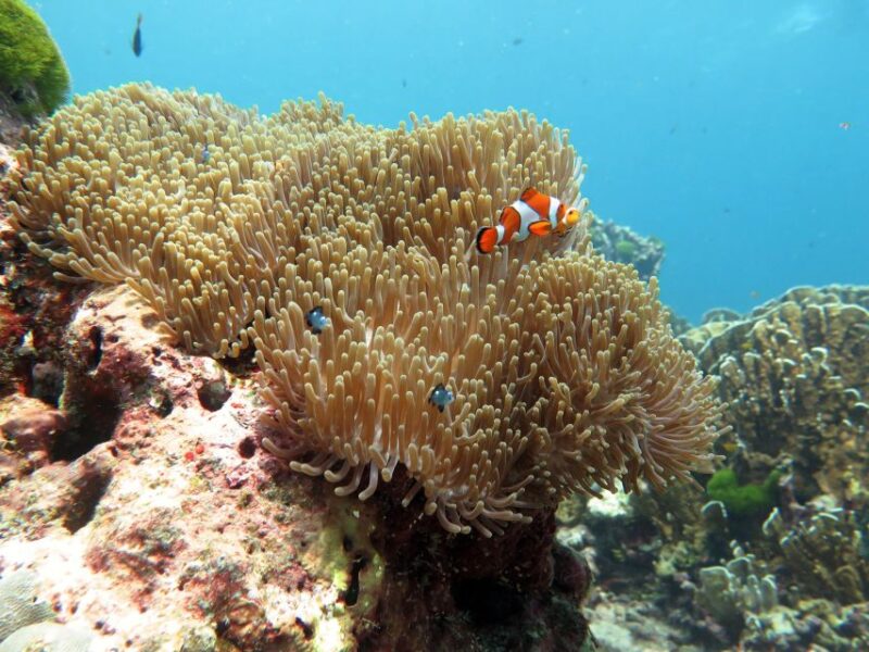 From Ao Nang: Similan Islands Boat Trip With Transfer & Food - Key Points