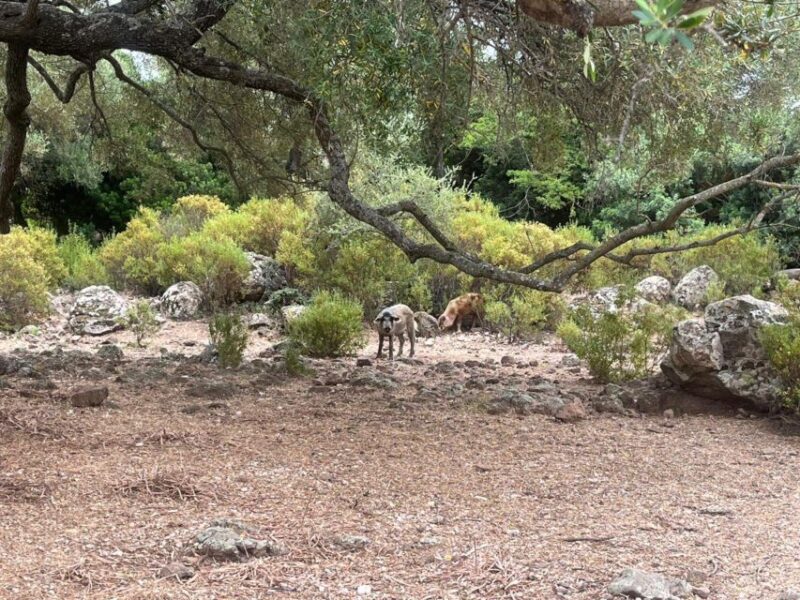 From Arbatax: Half Day Jeep Tour on Golgo Plateau - Key Points