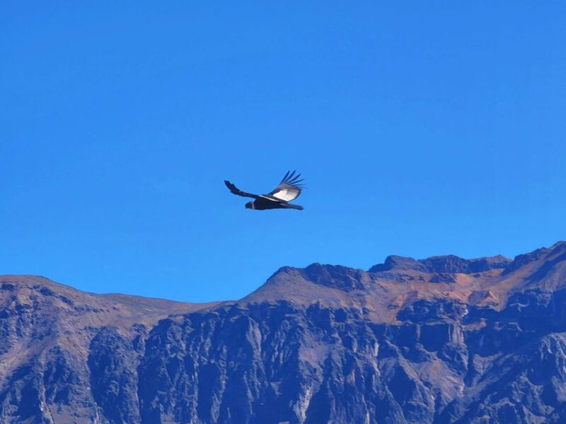 From Arequipa: 2 Day Tour Colca Canyon Ending in Puno - Itinerary Details: Day 1