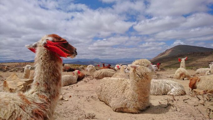 From Arequipa: 2 Day Tour Colca Canyon Ending in Puno - How to Book and Contact