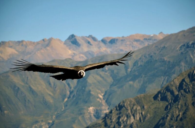 || From Arequipa: 2-Days Tour of the Colca Canyon + Hotel || - Itinerary Summary