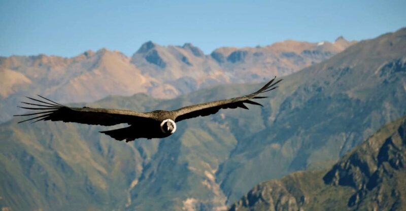 || From Arequipa: 2-Days Tour of the Colca Canyon + Hotel || - Tour Inclusions