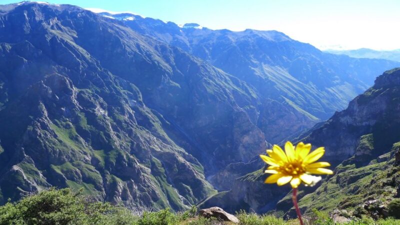 From Arequipa: 3-day Colca Canyon Hike Tour Adventure - Customer Feedback