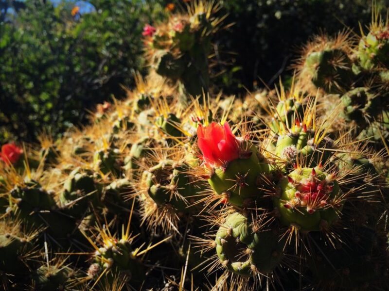 From Arequipa: 3-Day Colca Canyon Trek - Itinerary Highlights