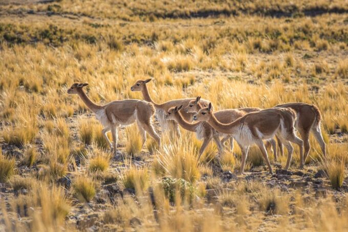 From Arequipa: 3-Day Colca Canyon Trek - Reserve and Cancellation Policy