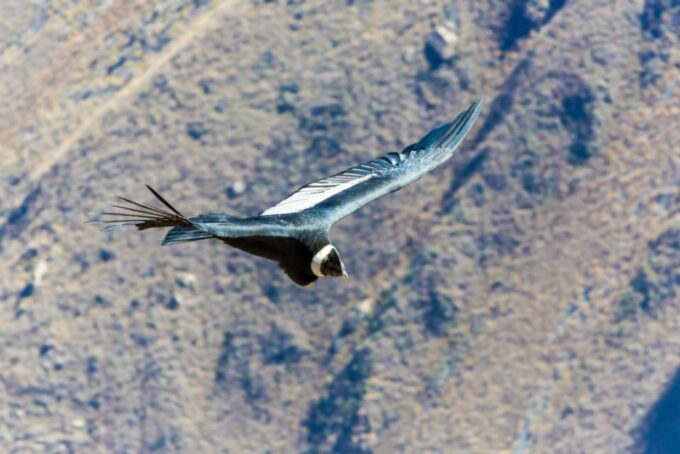 From Arequipa: 3-Day Colca Canyon Trek - Frequently Asked Questions