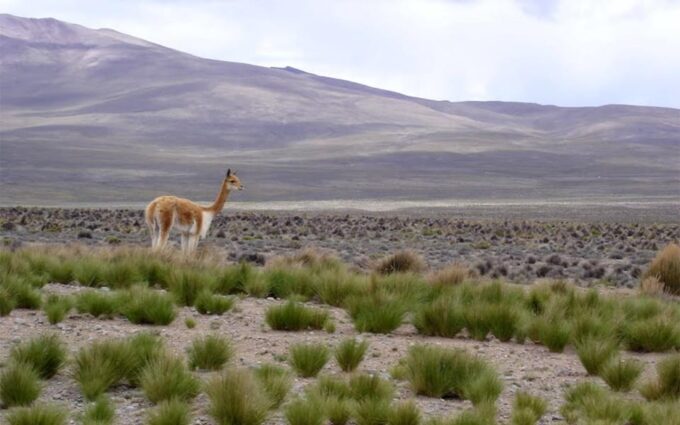 From Arequipa: Arequipa-Colca-Cusco Tour 7D/6N + Hotel** - Booking and Payment Options