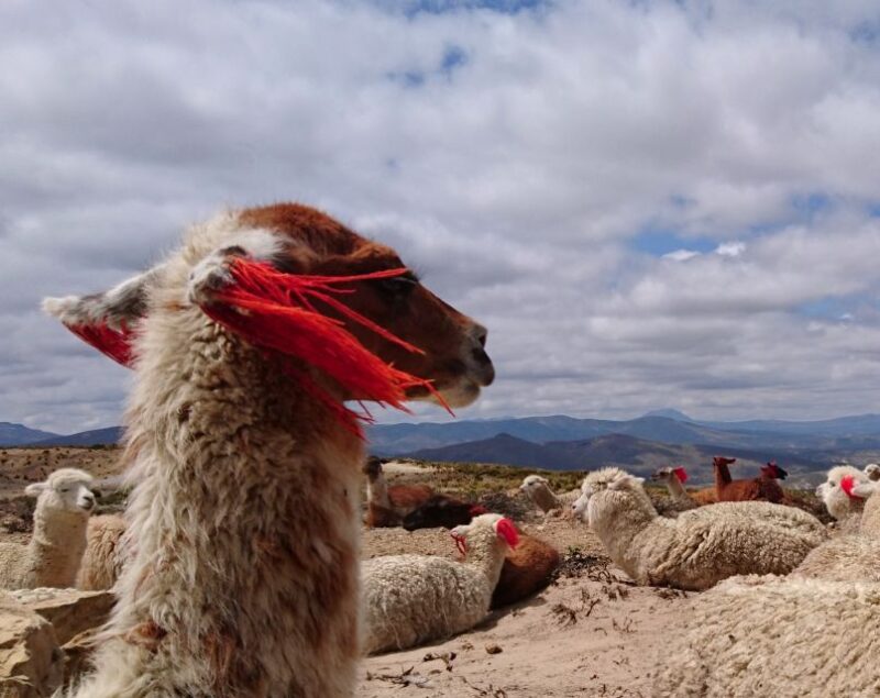 From Arequipa: Colca Canyon 2-Day Tour - Day 1 Itinerary