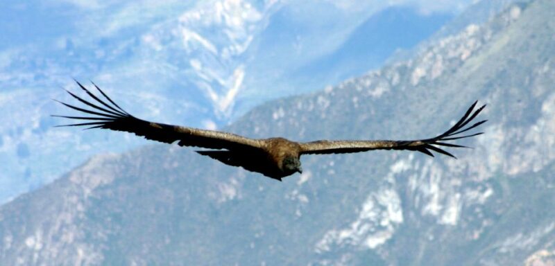 From Arequipa: Colca Canyon 2-Days Tour With Accommodation - Inclusions and Exclusions