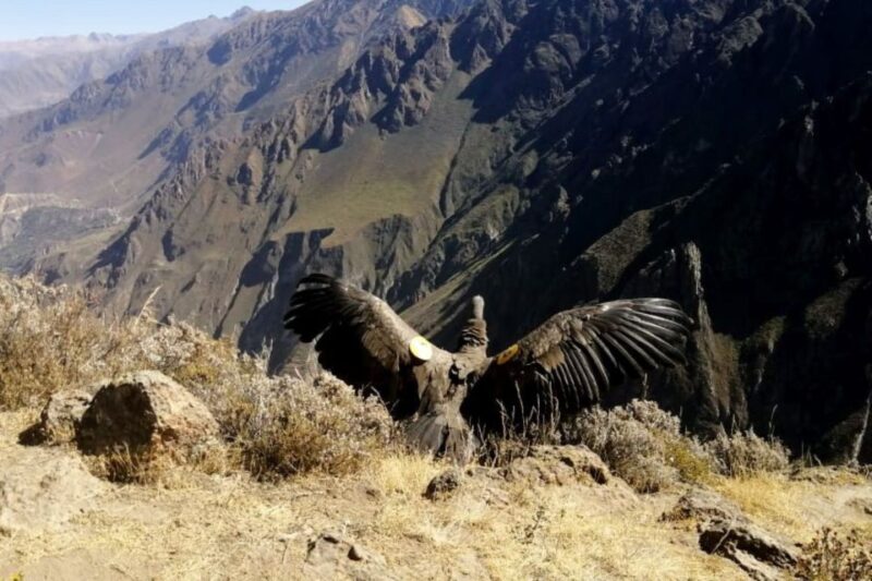 From Arequipa: Colca Canyon All Inclusive | Full Day | - Key Points