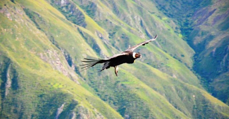 From Arequipa: Colca Canyon Day Tour to Puno - Key Points