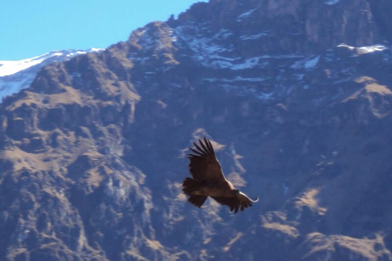 From Arequipa: Colca Canyon Excursion 2D With End in Puno - Inclusions and Accommodations