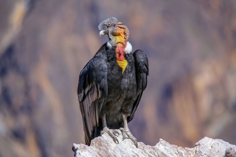 From Arequipa: Colca Canyon Full-Day Guided Tour - Key Points