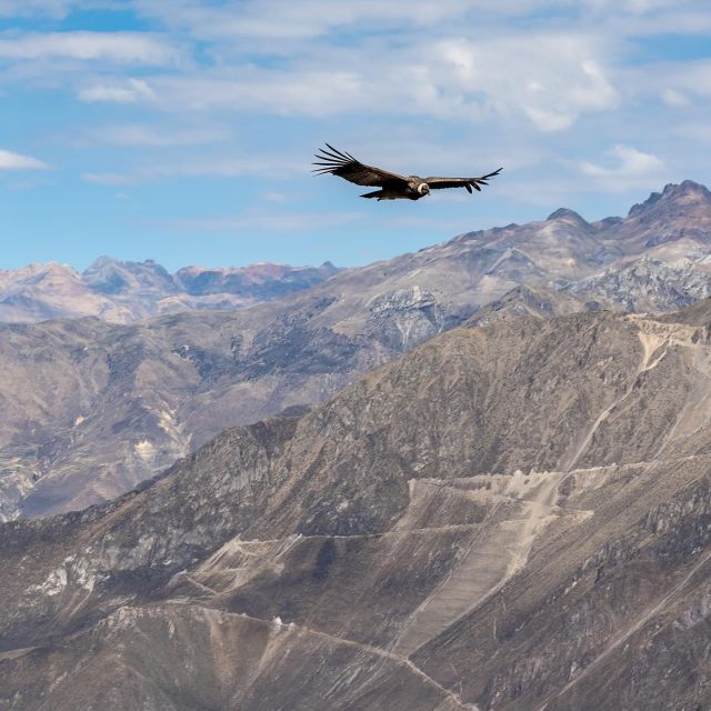 From Arequipa: Colca Canyon & La Calera Thermal Waters - Highlights of the Itinerary