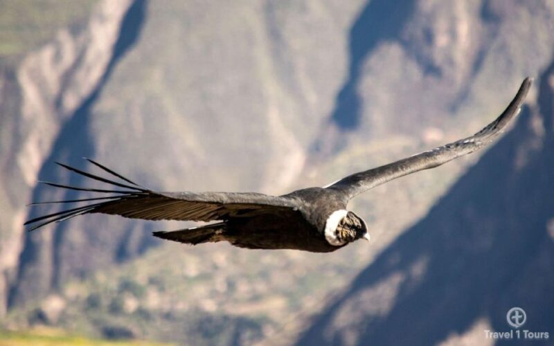 From Arequipa: Colca Canyon Tour 1 Day and Transfer to Puno - Inclusions