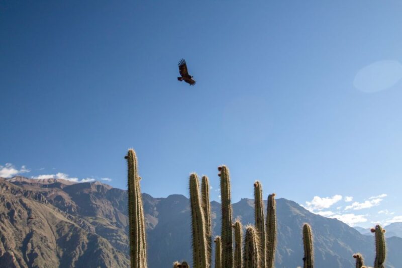 From Arequipa: Colca Canyon Two-Day Tour - Key Points