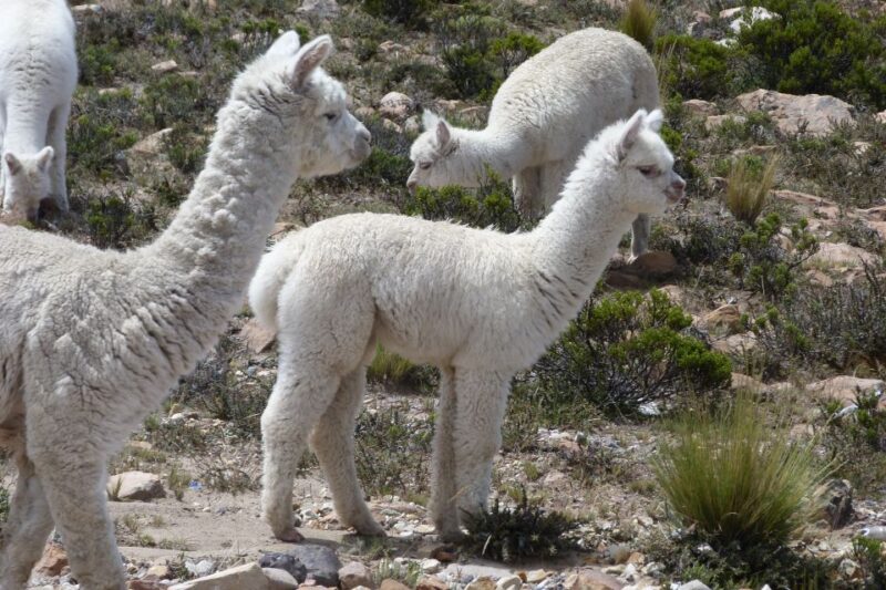 From Arequipa: Colca Valley/Canyon 2-Day Tour & Horse Riding - Day 2 Itinerary
