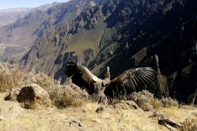 From Arequipa: Day Trip to the Colca Canyon - Frequently Asked Questions