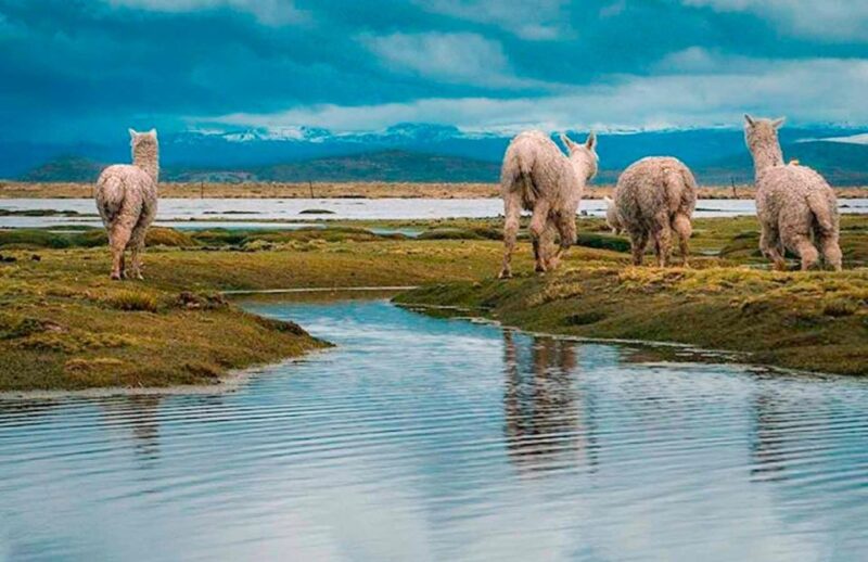 From Arequipa: Excursion to Pillones Waterfalls || Full Day || - Pricing and Duration