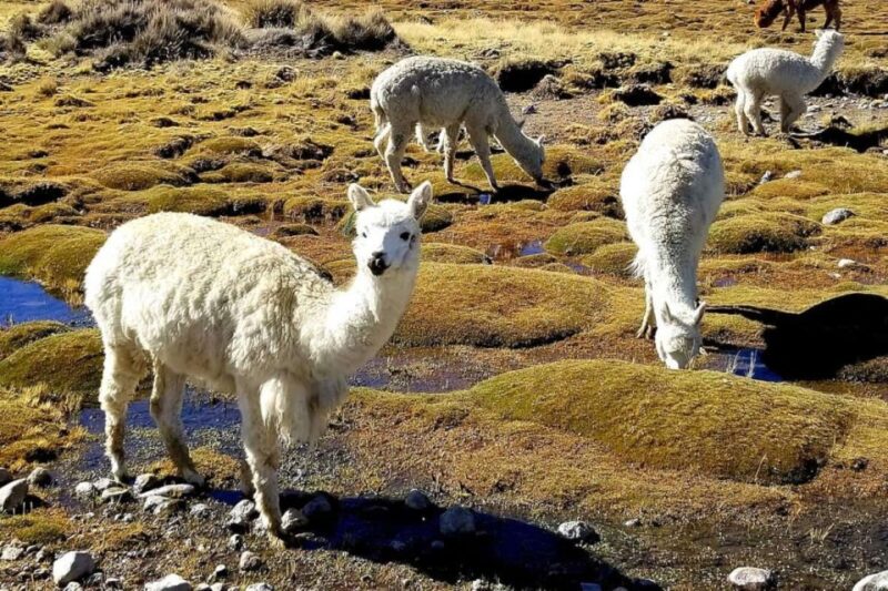 From Arequipa: Excursion to Salinas Lagoon - Inclusions
