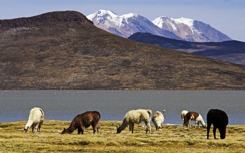From Arequipa: Excursion to the Salinas Lagoon || Full Day | - Key Points