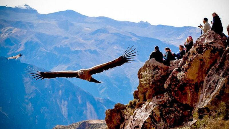 From Arequipa: Full Day Colca Canyon Tour - Key Points