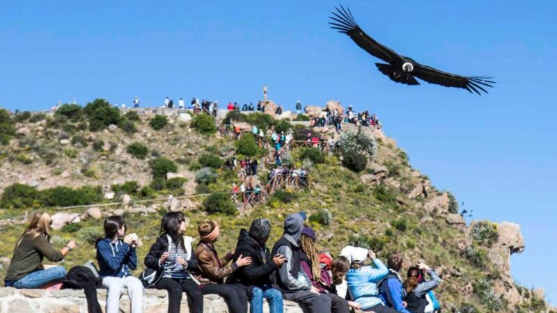 From Arequipa: Full Day Colca Canyon Tour - Tour Overview