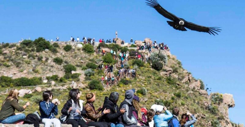 From Arequipa: Full Day Colca Canyon Tour - Experience Highlights