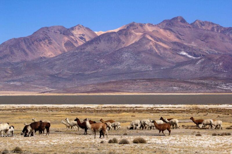 From Arequipa || Full Day Salinas Lagoon Excursion - Key Points