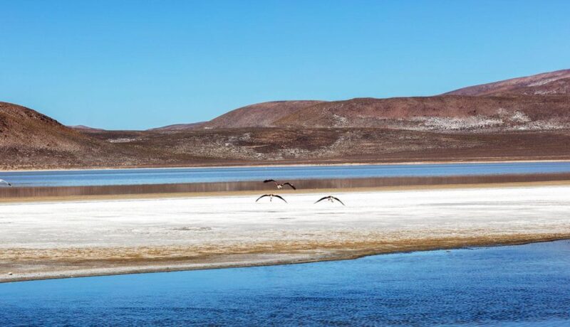 From Arequipa || Full Day Salinas Lagoon Excursion - Salinas Lagoon Exploration