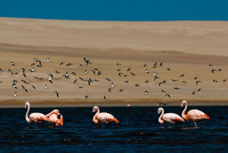 From Arequipa: Salinas Lagoon Full-Day Trip With Hot Springs - Key Points