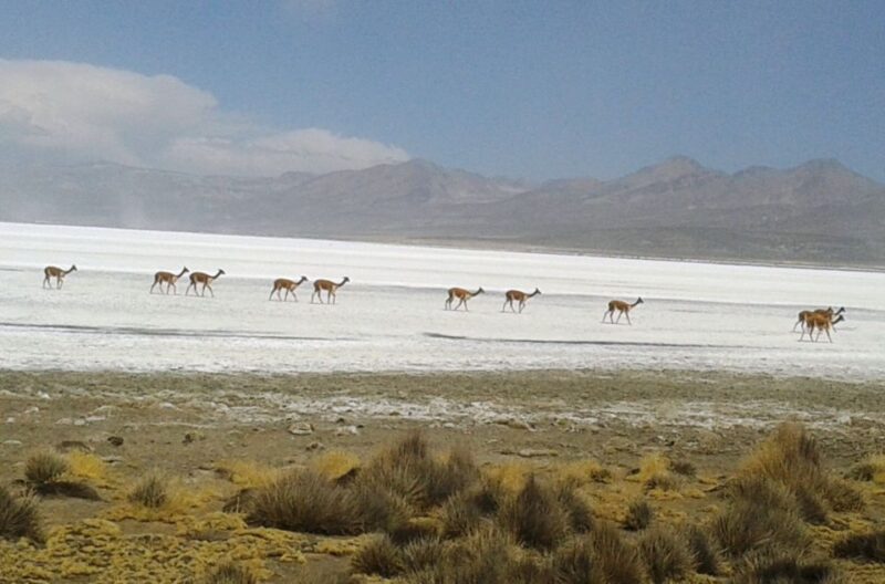 From Arequipa: Salinas Lagoon Full-Day Trip With Hot Springs - Customer Feedback and Ratings