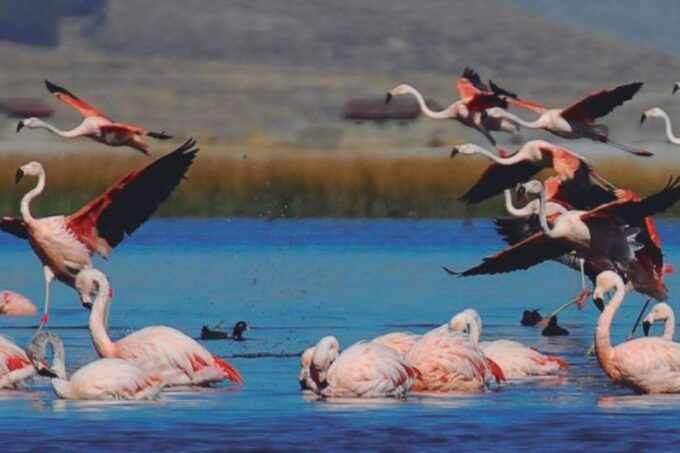 From Arequipa: Salinas Lagoon Full-Day Trip With Hot Springs - Relaxing at Lojen Hot Springs