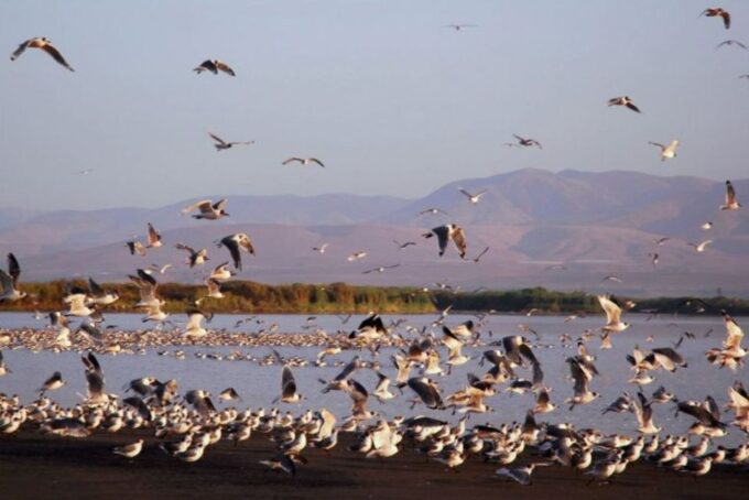 From Arequipa: Tacna South Pacific Guided Tour With Meals - Arrival in Tacna