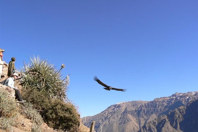 From Arequipa to Colca Canyon and to Puno in 1d - Transportation Details