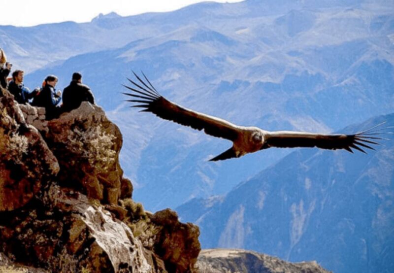 From Arequipa: Tour to Chivay & Colca Canyon - Frequently Asked Questions