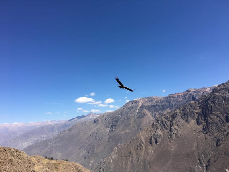 From Arequipa: Tour to Colca Canyon + Transfer to Cusco - Day 1 Itinerary