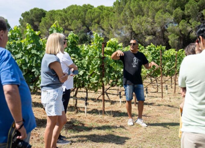 From Argostoli: Private Wine Tasting & Vineyard Tour - Enjoying the Ionian Sea Views