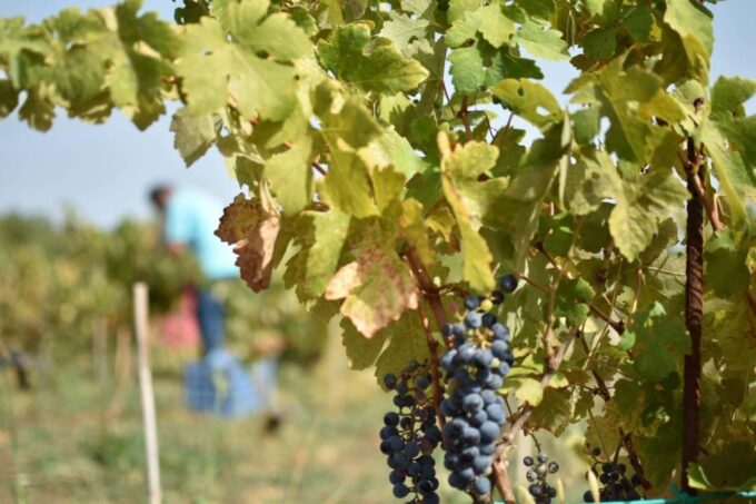 From Argostoli: Private Wine Tasting & Vineyard Tour - Frequently Asked Questions