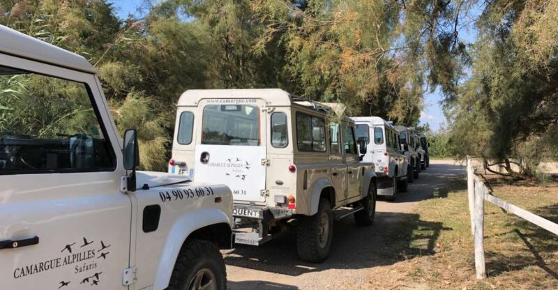 From Arles: Half-Day 4x4 Camargue Safari - Discovering Camargues Iconic Wildlife