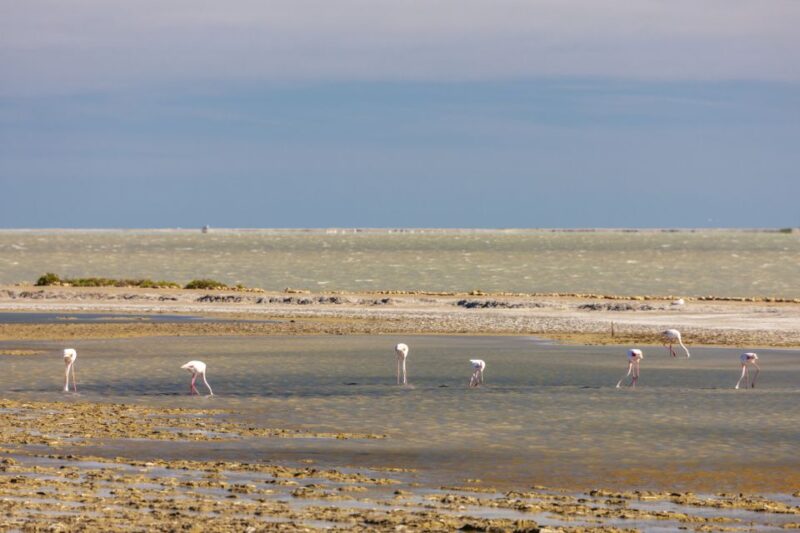 From Arles: Half-Day 4x4 Camargue Safari - Taking in the Parks Landscapes