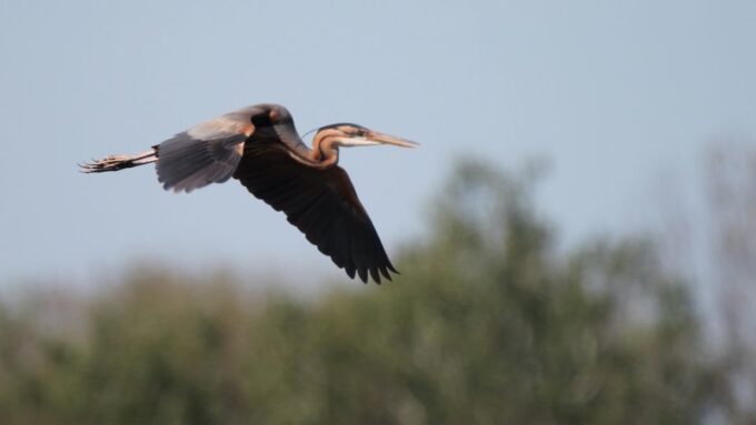 From Arles: Half-Day 4x4 Camargue Safari - Tour Duration and Availability