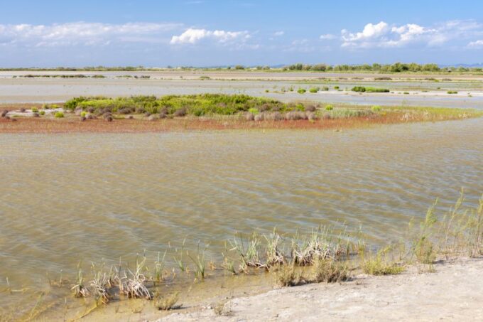 From Arles: Half-Day 4x4 Camargue Safari - Reserving and Important Considerations
