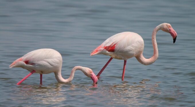 From Arles: Half-Day 4x4 Camargue Safari - Frequently Asked Questions